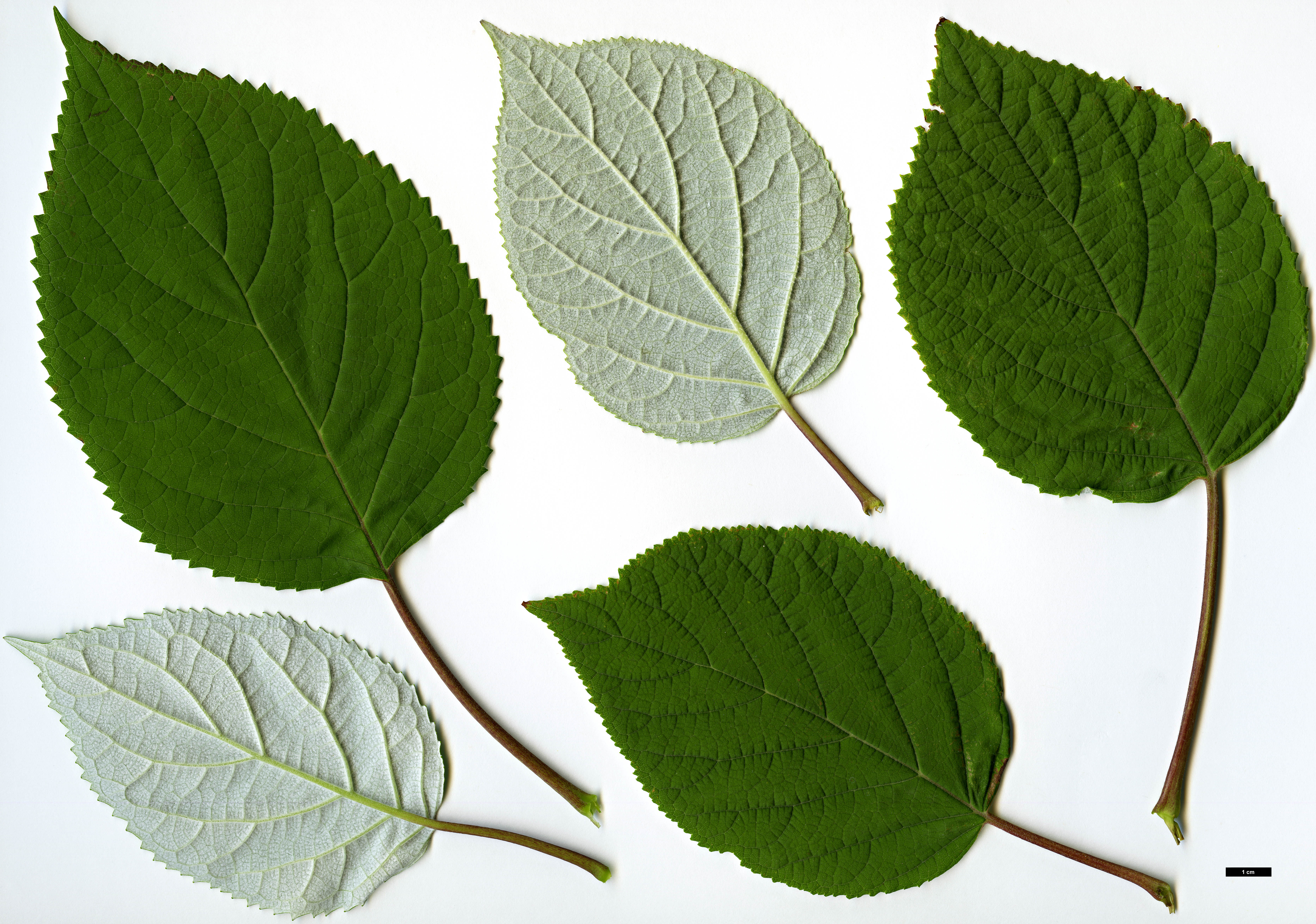 High resolution image: Family: Hydrangeaceae - Genus: Hydrangea - Taxon: arborescens - SpeciesSub: subsp. radiata